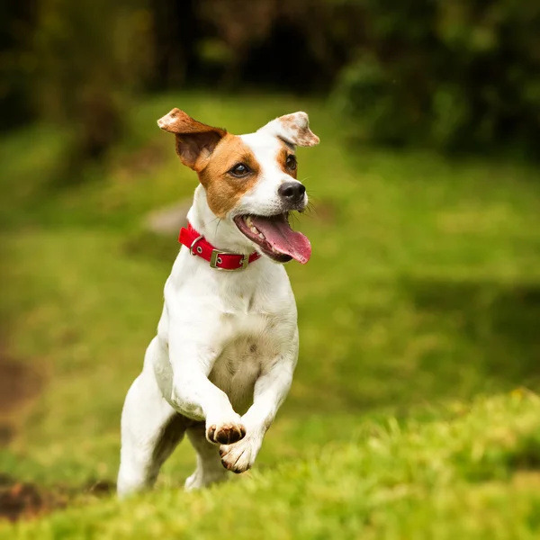 Hund handling Shot - Stock-foto