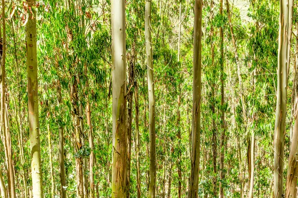 유 칼 리 나무 숲 — 스톡 사진