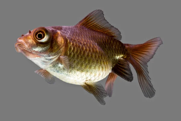 Telescopio juveniles Goldfish — Foto de Stock