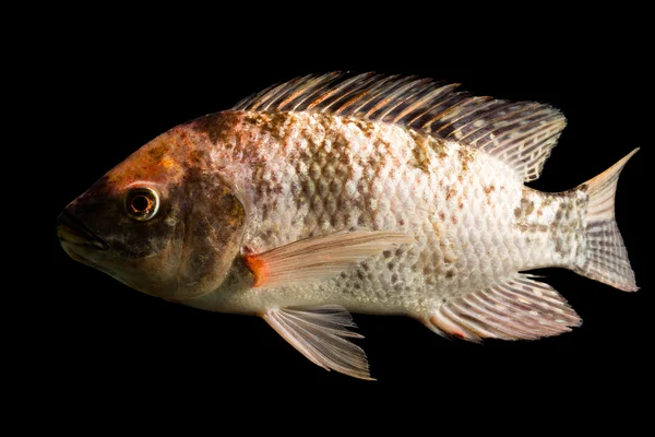 Spatřen hnědé tilapie ryba — Stock fotografie