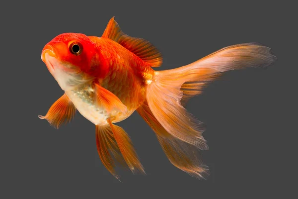 Золота рибка червоний Oranda — стокове фото