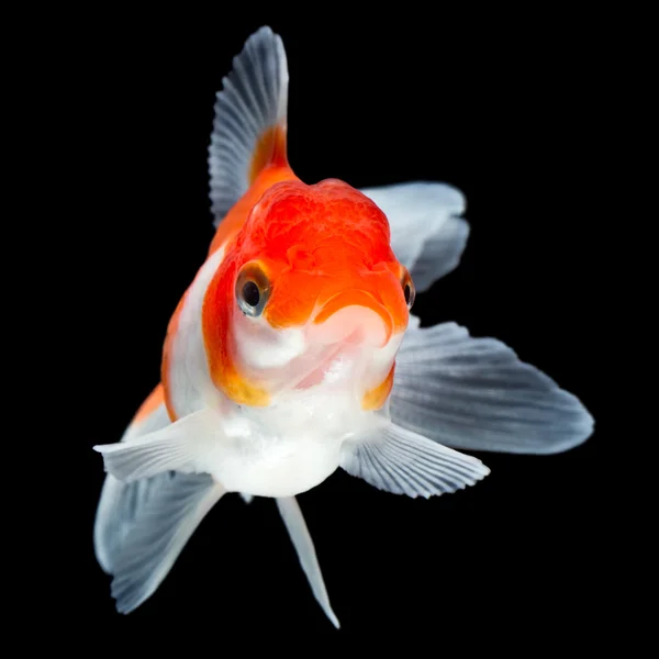 Peixe dourado chique isolado — Fotografia de Stock