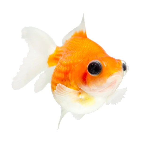 Teleskopet Pearlscale Goldfish — Stockfoto