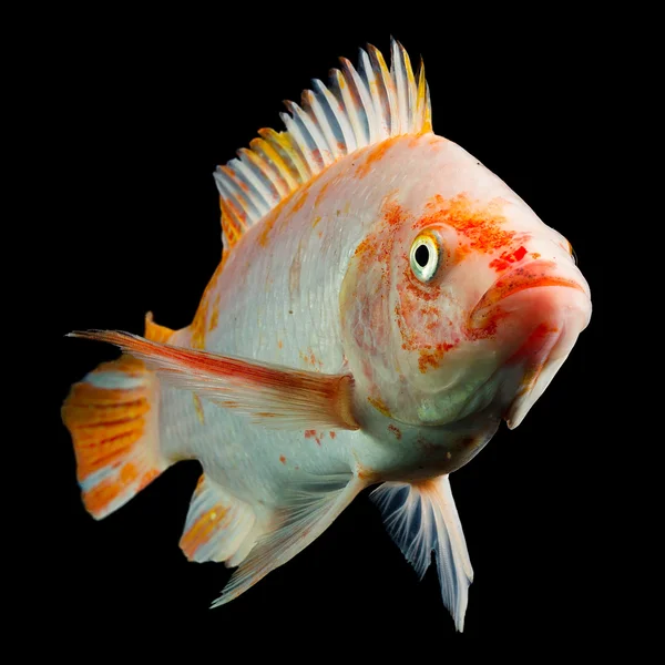 Peixes de tilápia manchados vermelhos — Fotografia de Stock