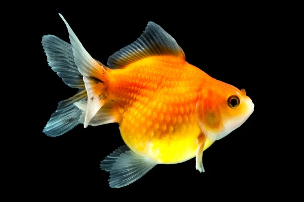 Pearlscale Goldfish Pe Negru — Fotografie, imagine de stoc