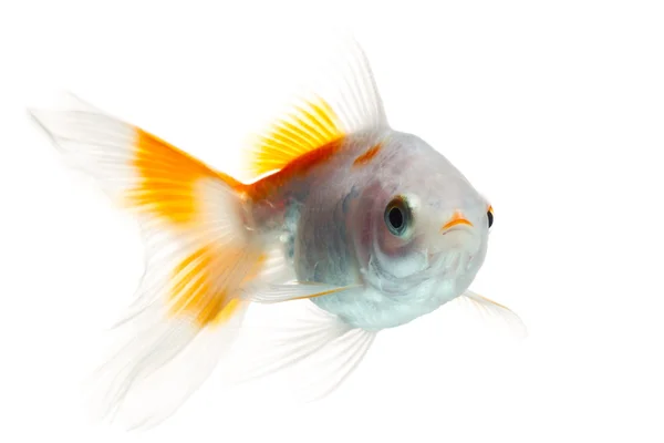 Goldfish posando isolado em branco — Fotografia de Stock