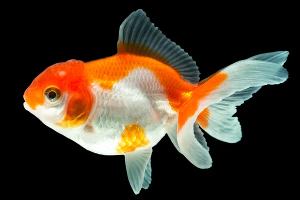 Fry Oranda złota rybka — Zdjęcie stockowe