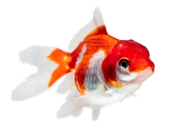 Jonge Oranda Goldfish — Stockfoto