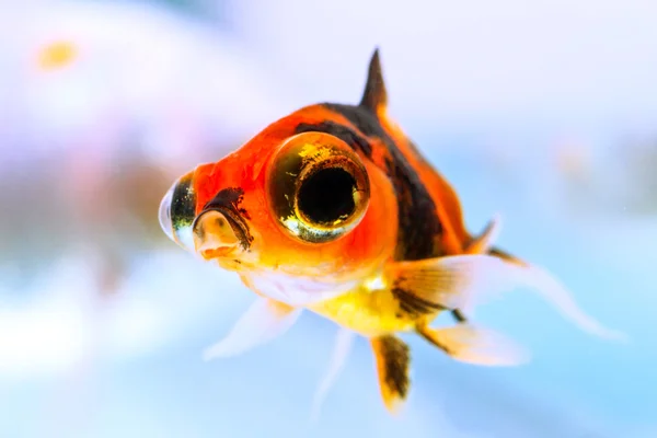 Juvenile Telescope Goldfish — Stock Photo, Image