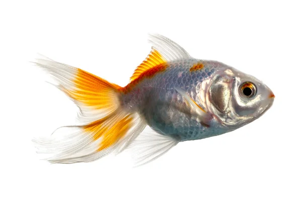 Dvojitá Tail Goldfish — Stock fotografie