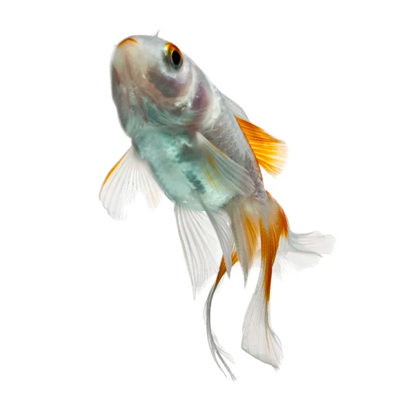 Guldfisk låg vinkel profil — Stockfoto