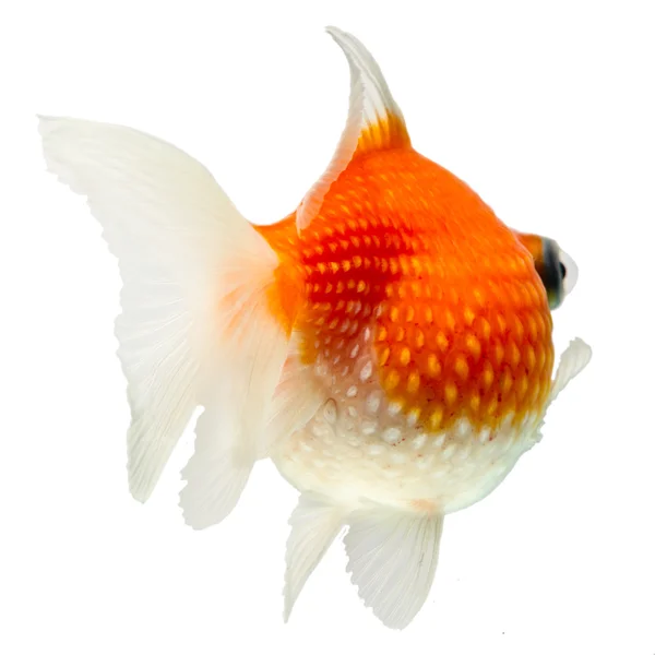Pearlscale Goldfish isolerad på vit — Stockfoto