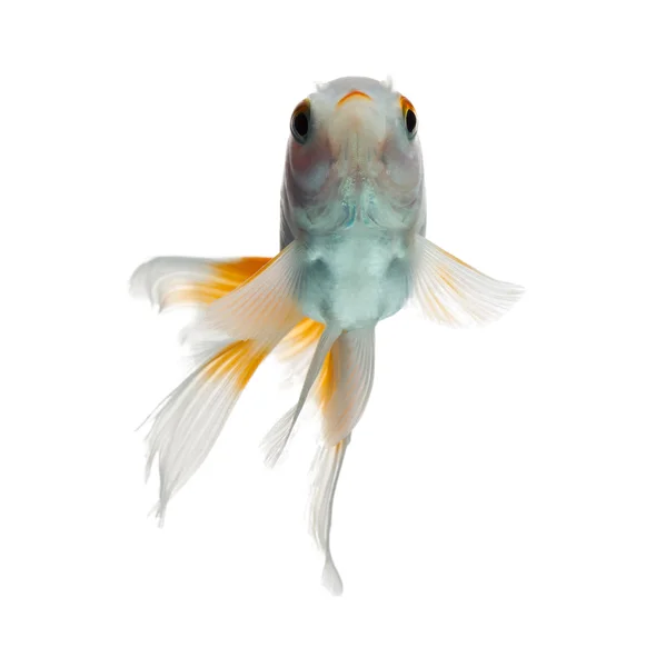 Peixe dourado de baixo ângulo — Fotografia de Stock
