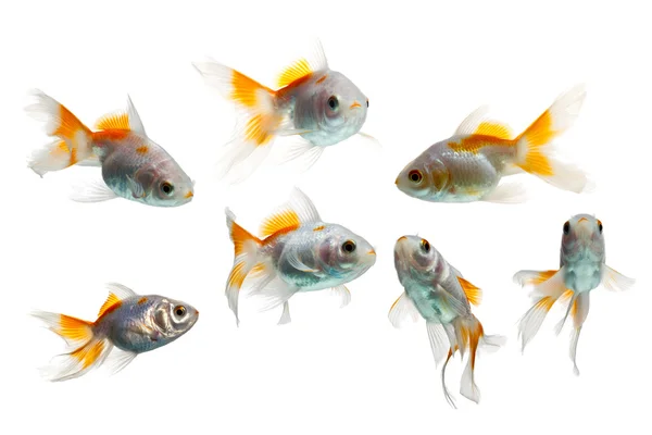 Goldfish Set Isolated On White — Stock Photo, Image