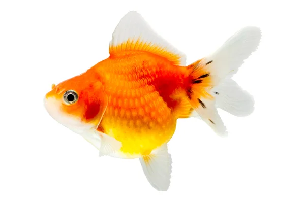 Juvenil Pearlscale Goldfish — Stockfoto