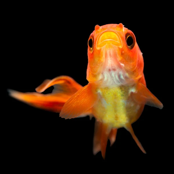 Alevines de Goldfish Oranda —  Fotos de Stock