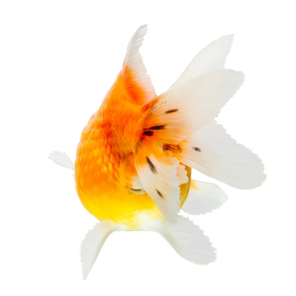 Pearlscale Goldfish berättelse — Stockfoto