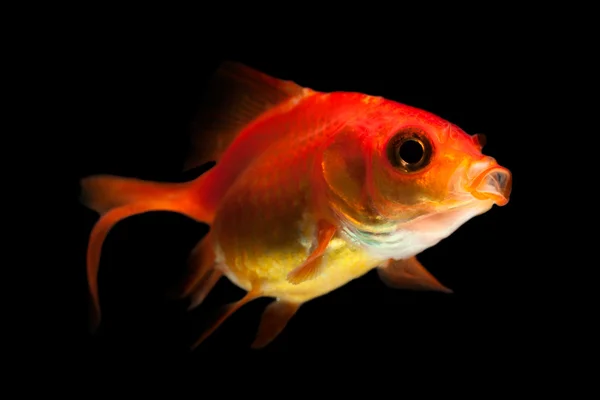 Estúdio goldfish tiro de aquário — Fotografia de Stock