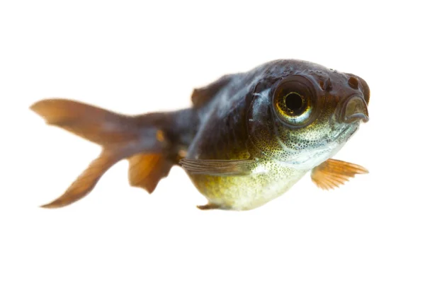 Peixe-dourado doença do molde branco — Fotografia de Stock