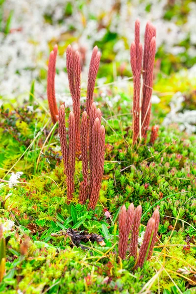 Höhenflechten — Stockfoto