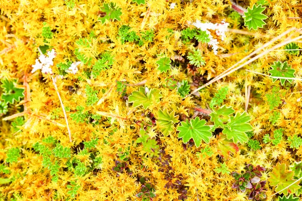 Vysoké nadmořské výšce Moss — Stock fotografie