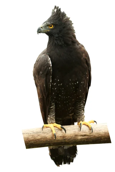 Crested Eagle Bird Isolated — Stock Photo, Image