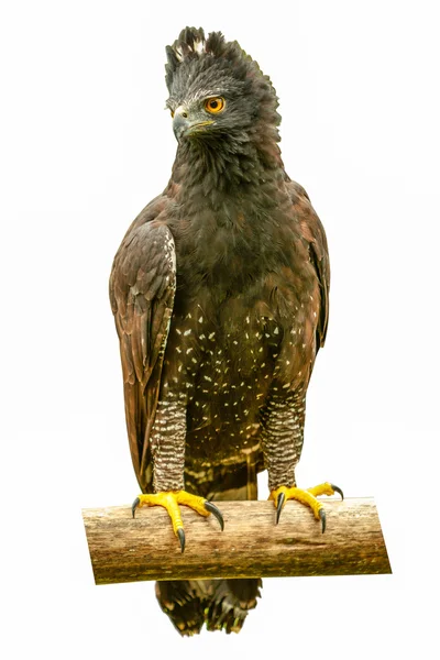 Crested Eagle Bird Isolated — Stock Photo, Image