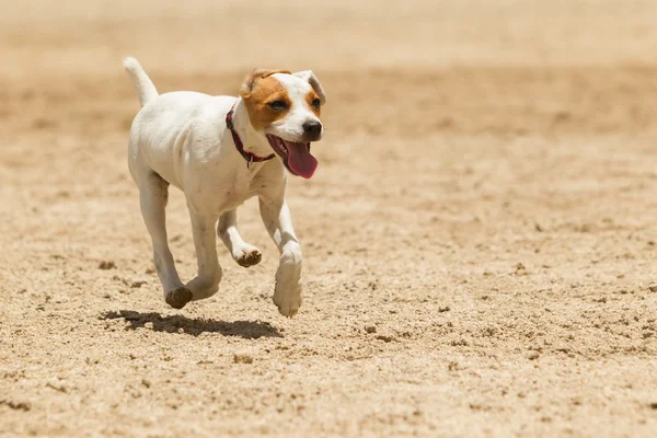 Jack Russell Terrier — Stok Foto