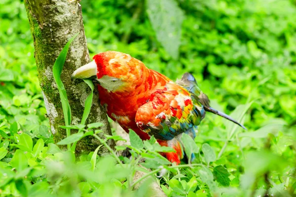 Ara Macaw Bird in Amazonian — стоковое фото