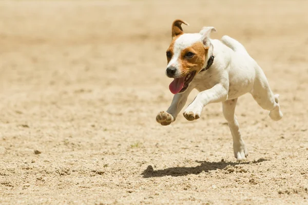 Jack Russell Terrier — Foto Stock