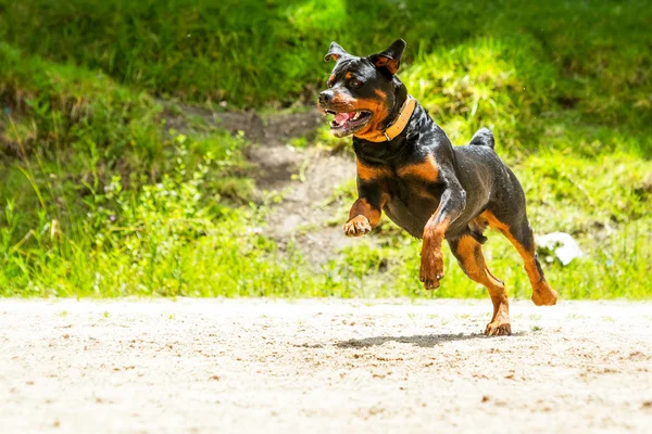 Off Leash Ротвейлер Собака — стокове фото