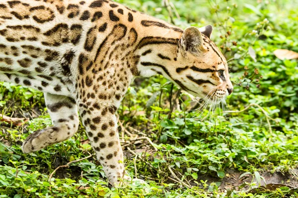 Ocelot leopardus pardalis — Stockfoto