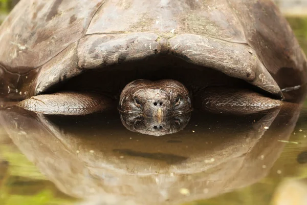 Elsüllyedt Galapagos teknősbéka — Stock Fotó