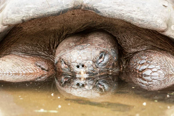 Elsüllyedt Galapagos teknősbéka — Stock Fotó