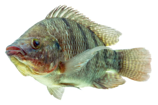 Profil Ikan Tilapia — Stok Foto