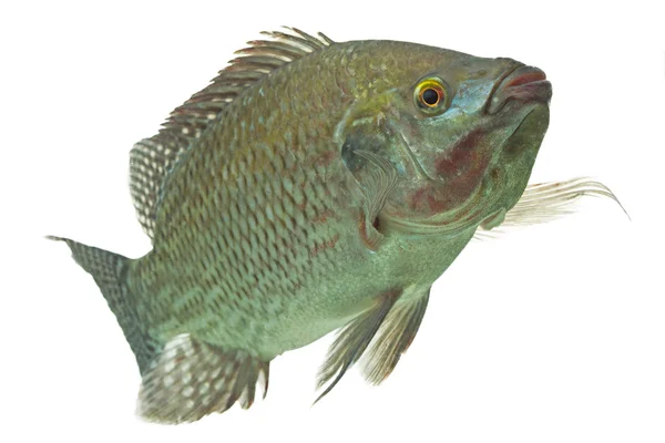 Tilapia Fish Profile — Stock Photo, Image