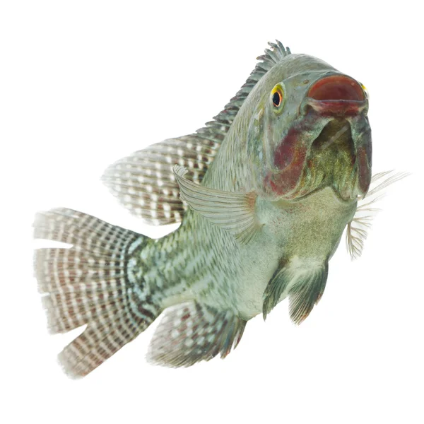 Perfil de Tilapia Fish — Foto de Stock