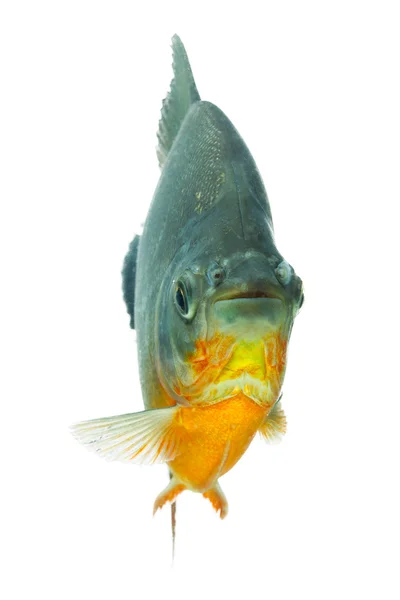 Függőleges Tambaqui hal — Stock Fotó