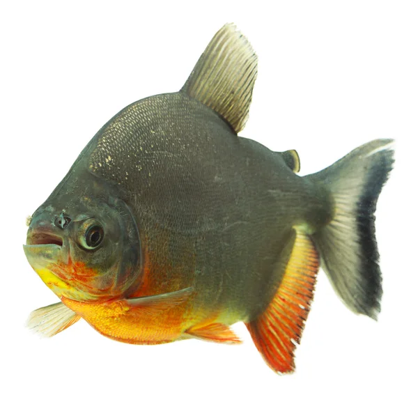 Perfil de Tambaqui Fish — Foto de Stock