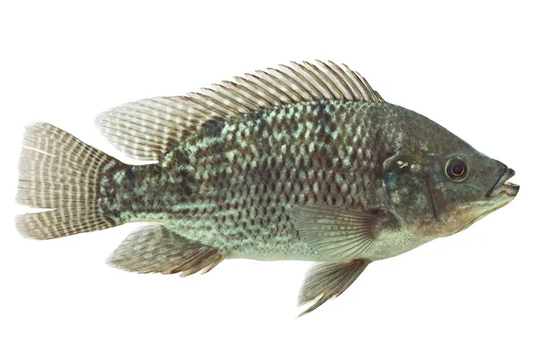 Mozambik Tilapia balık — Stok fotoğraf