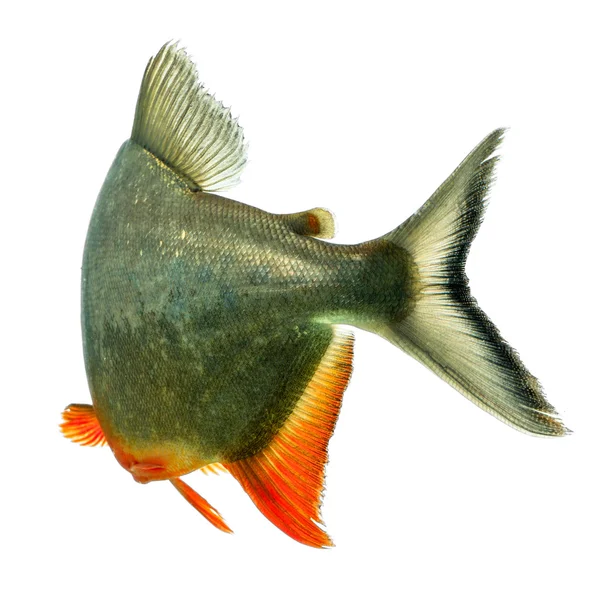 Tambaqui rybí příběh — Stock fotografie