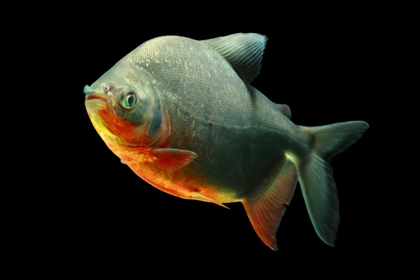 Tambaqui ryb izolované na černém pozadí — Stock fotografie