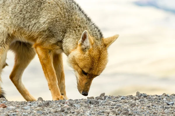 Vahşi Fox Cotopaxi Milli Parkı Ekvador — Stok fotoğraf