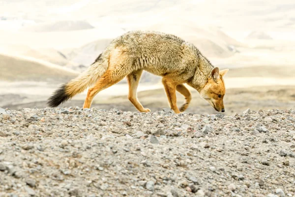 Vahşi Fox Cotopaxi Milli Parkı Ekvador — Stok fotoğraf