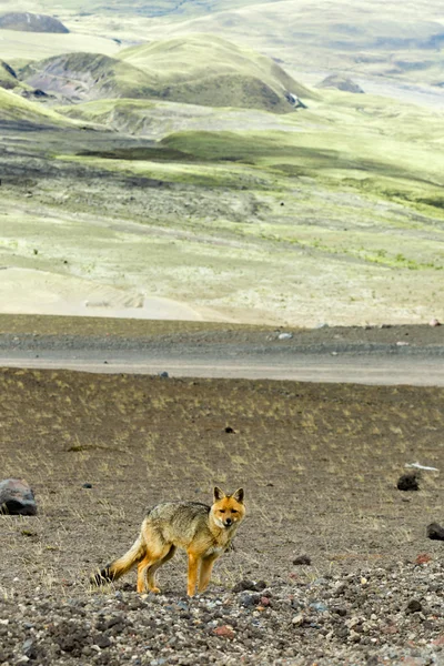 Wild Fox Parque Nacional de Cotopaxi Equador — Fotografia de Stock