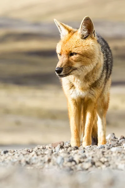 Parque Nacional Wild Fox Cotopaxi Ecuador —  Fotos de Stock