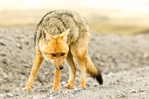 Vahşi Fox Cotopaxi Milli Parkı Ekvador — Stok fotoğraf