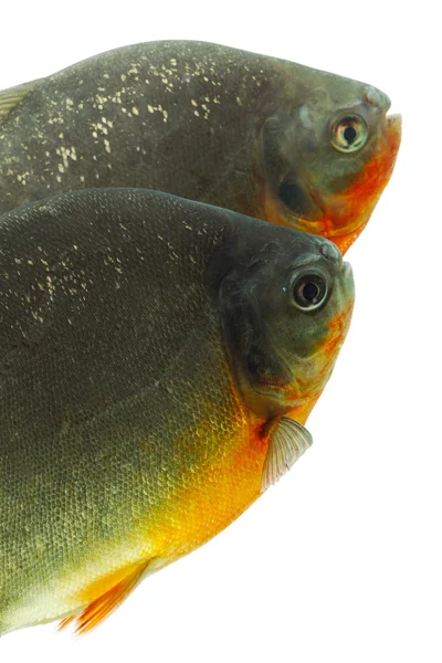 Tambaqui pacu peixe — Fotografia de Stock