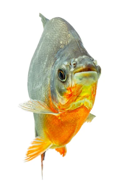 タンバキ Pacu の魚 — ストック写真