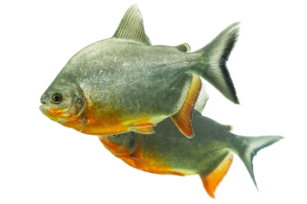 Tambaqui fisk par — Stockfoto